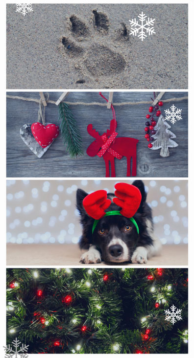 gift idea for pet